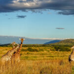 Žirafí panorama v NP Ruaha