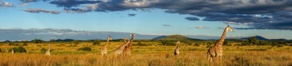 Žirafí panorama v NP Ruaha