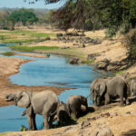 Sloní rodinka se napájí u řeky Velká Ruaha