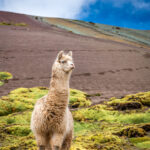 Lama v Andách