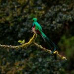Quetzal je národním ptákem Guatemaly a je to i název místní měny