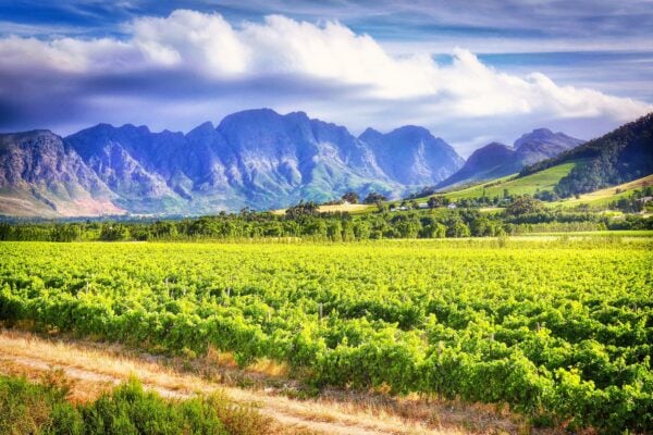 Vinice v oblasti Stellenbosch