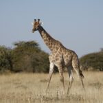 Žirafa v jihoafrickém národním parku
