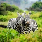 Zebry v Jižní Africe