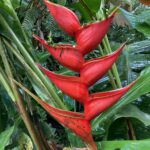 Procházky v Kostarice mnohdy připomínají procházky botanickou zahradou