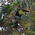 Jeden ze šesti druhů kostarických tukanů