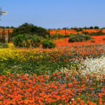 Namaqualand v plném květu