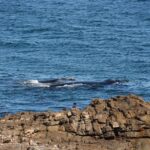 Pozorování velryb ze skalnatých útesů v Hermanusu