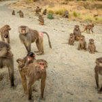 V horách na jihu Saudské Arábie potkáte stovky volně žijících opic nebo třeba oslíků