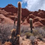 Planiny okolo horských městeček jsou posety staletými kaktusy