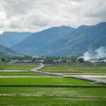 Rýžová pole na Tchaj-wanu