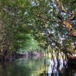 Na kajacích v mangrovovém lese