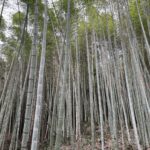 Bambusový les, Alishan, Tchaj-wan